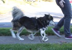 YouTube: este perro corre con sus prótesis 3D por primera vez