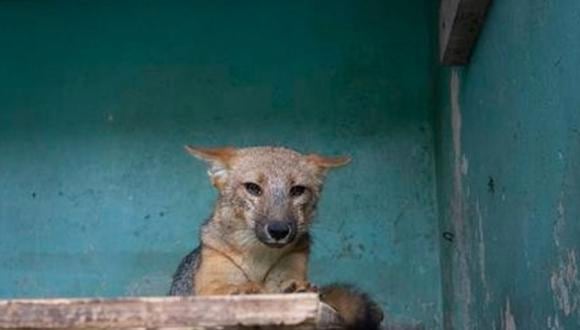 El zorrito permanece en cuarentena. Luego de la misma, podría ser derivado a otro establecimiento por el Serfor. | Foto: Parque de las Leyendas.