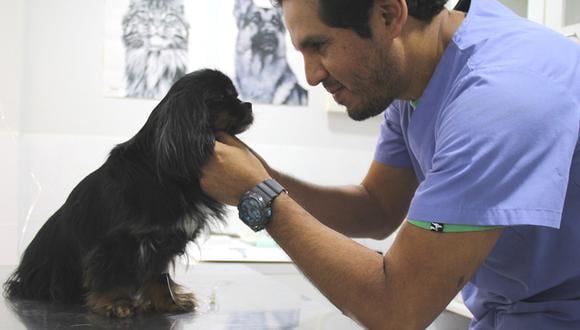El veterinario Mario Verano Zelada tiene más de 14 años de trayectoria dedicados a la oncología clínica en animales de compañía.