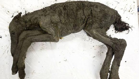 Los restos del animal están excepcionalmente conservados. (Foto: Universidad Federal del Noreste)