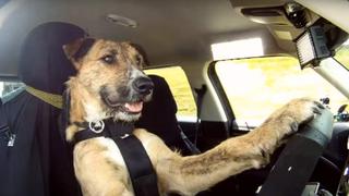 Nueva Zelanda: Donde hasta a los perros se les enseña a conducir