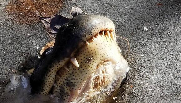 Las imágenes de Facebook muestran cómo los caimanes solo asoman el hocico sobre la superficie del agua mientras que a su alrededor se forma una capa de hielo. (Facebook)