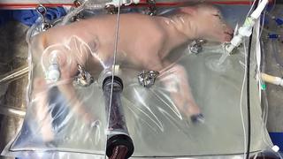 Fetos de oveja crecieron en un útero artificial [VIDEO]