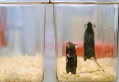 Ratones convertidos en feroces depredadores al activarles circuito cerebral