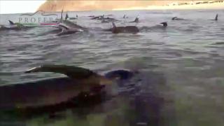 México: Una veintena de ballenas mueren en la playa [VIDEO]
