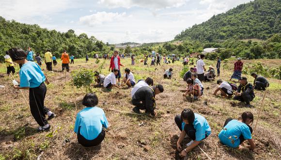 La empresa de belleza y cosmética Mary Kay, en colaboración con la fundación Arbor Day, se ha comprometido en plantar alrededor de 20 mil árboles en tierras peruanas. (Foto referencial: Shutterstock)