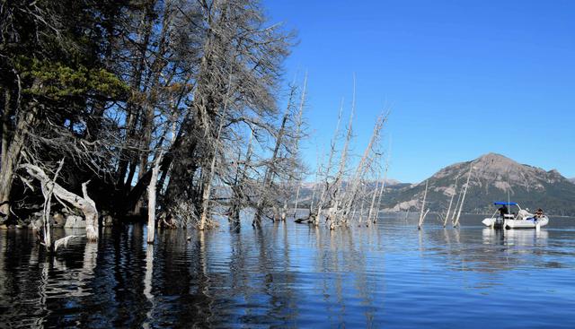 Un bosque argentino, de atractivo turístico a potencial causa de un tsunami. (Foto: EFE)