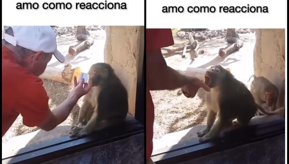 Hombre le realiza truco de magia a un mono y su reacción te hará sonreír | VIDEO (Foto: Instagram/@soysofitaok).