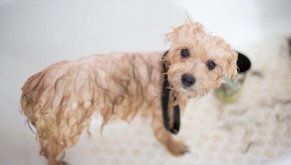 Las pulgas no solo generan picazón, sino diversas enfermedades en los perros. (Foto: Benjamin Lehman / Pexels)