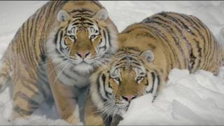La belleza de los tigres desde la perspectiva de un dron