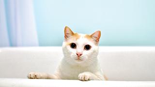 Limpieza felina: acostumbra a tu gato a bañarse desde pequeño