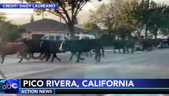 La policía a caballo ayudó a capturar y devolver las vacas al matadero en California, Estados Unidos. (Captura/ABC7).