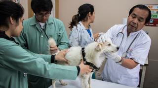 Estado de emergencia: Estas veterinarias limeñas atenderán durante la cuarentena