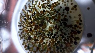 Conoce el flan a base de algas de cushuro y CO2 para combatir la anemia  