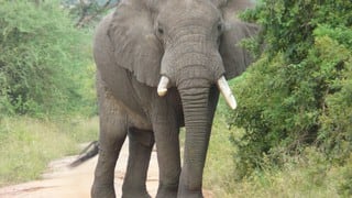 Turistas se llevan terrible susto al ser perseguidos por un furioso elefante