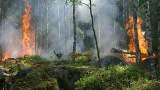 Preocupante: deforestación de la Amazonía brasileña bate récord en enero