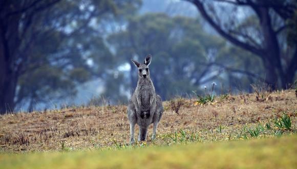 Los incendios forestales afectan a especies endémicas como el canguro. (Foto: SAEED KHAN / AFP)