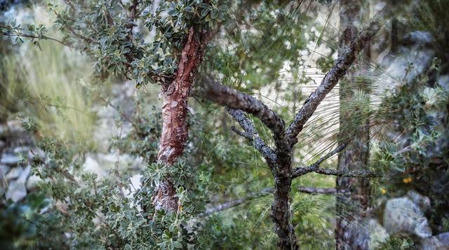 Art Lima: un vistazo a la propuesta de Solange Adum - 1