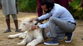 El león, un animal de compañía para los ricos en Pakistán | VIDEO