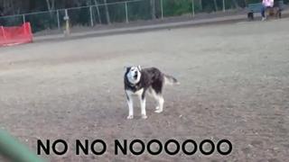 ¿Un perro pide que no se lo lleven del parque? [VIDEO]