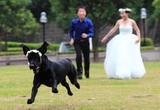 En el día de su boda, una pareja tuvo que buscar a su perro desaparecido