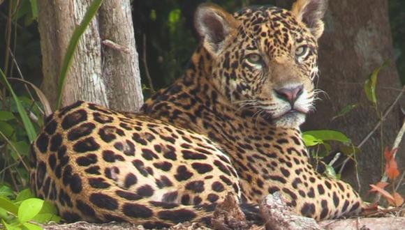 Día internacional del Jaguar: Perú tiene la segunda población más grande de América pero es amenazada por su comercio ilegal. (Foto: Minam).
