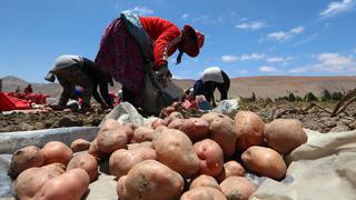Agricultura: ¿qué recomiendan los especialistas para reducir la informalidad en el sector?