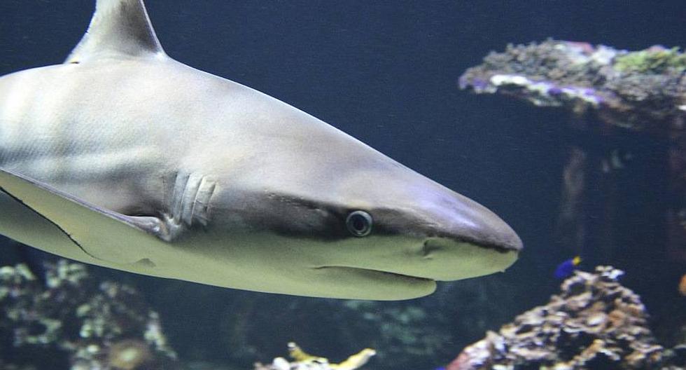 El tema de la protección de los tiburones es un "_grave problema que tiene la humanidad_", ya que estos escualos son "_totalment
