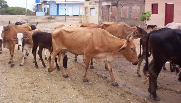 Ausencia de lluvias afecta ganado en Tumbes