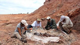 Argentina: Hallan nueva especie de pequeño dinosaurio carnívoro