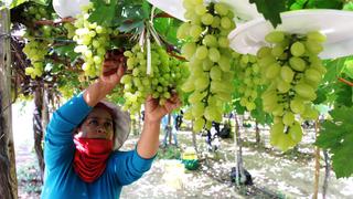 Uvas del norte del país conquistan mercados extranjeros [FOTOS]