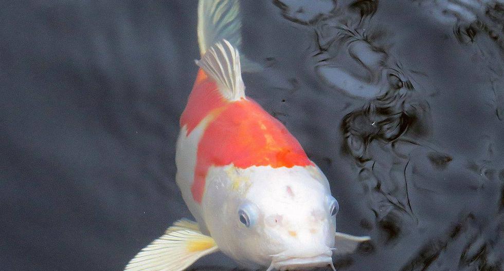 Todo empezó cuando el dueño de Bubbles (Burbujas) descubrió una masa extraña que comenzaba a crecer en el pez. (Foto: "Dieter_G / Facebook":https://pixabay.com/es/photos/koi-carpas-koi-peces-estanque-1799988/ )