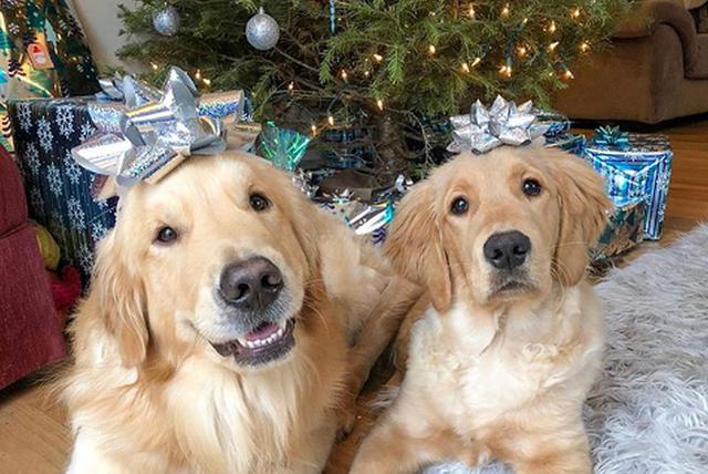 Cooper y Murphy son dos canes golden retriever que son buenos compañeros en el día a día y que les encanta la Navidad. (Foto: Instagram @themgoldenboys)