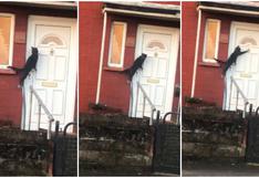 Gato toca la puerta de su casa para que le dejen ingresar y asombra a todos en las redes