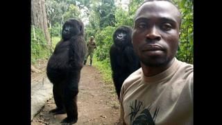 El curioso selfie de gorilas de pie y posando (y por qué no debería sorprendernos tanto)