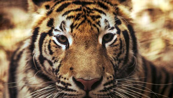 Un tigre de Bengala en el zoológico de Culiacán, estado de Sinaloa, México, el 26 de mayo de 2020. (Foto referencial, RASHIDE FRIAS / AFP).