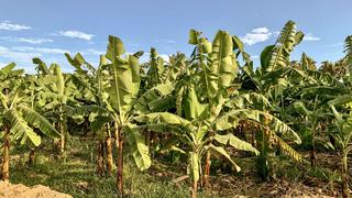 Investigación peruana para mejorar producción de banano orgánico beneficiaría a 8.500 agricultores de Piura