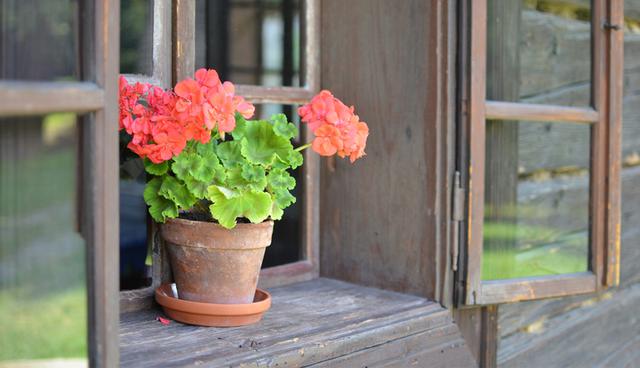 Si lo tenemos en una maceta, es importante que esta tenga un hueco en la base y así evitar que el agua se empoce. (Foto: Shutterstock)