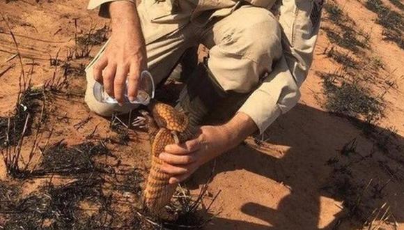 Pedro Ribas Alves es el sargento de los bomberos de Mato Grosso que se acercó a un armadillo para darle agua.(Foto: CUERPO DE BOMBEROS DE MATO GROSSO, vía BBC Mundo).