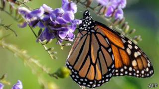 La brújula magnética de las sorprendentes mariposas monarca