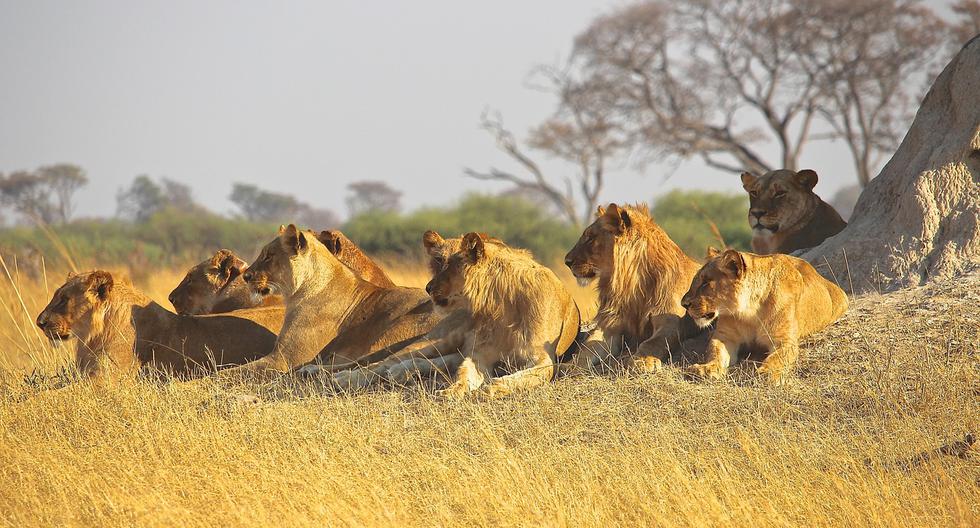 Elefante mató a cazador y su cuerpo fue devorado por manada de leones en  Sudáfrica | MUNDO | EL COMERCIO PERÚ