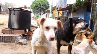 Estos 58 perros buscan nuevo hogar tras muerte de su cuidadora
