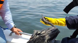 Derrame de 6000 barriles de petróleo en el mar contamina fauna, playas y áreas protegidas en Perú