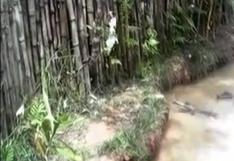 Facebook: ¡Indignante! Lanzan gato a fosa con cocodrilos (VIDEO)