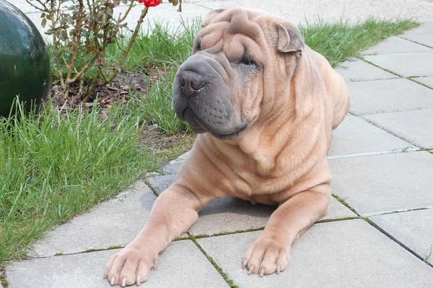 El Shar Pei es una raza de perros de la que existen noticias desde aproximadamente el año 206 a. C. También fue el animal símbolo de la dinastía Han (Foto: Pixabay)