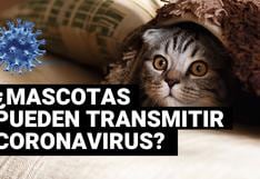 Coronavirus: perros y gatos no pueden contagiarse y transmitir virus Covid-19