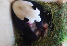Muere Long Hui, el oso panda padre de los gemelos nacidos en agosto