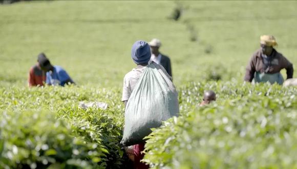 Algunas trabajadoras en las plantaciones de té dijeron que no tienen más remedio que ceder a las demandas sexuales de sus jefes.