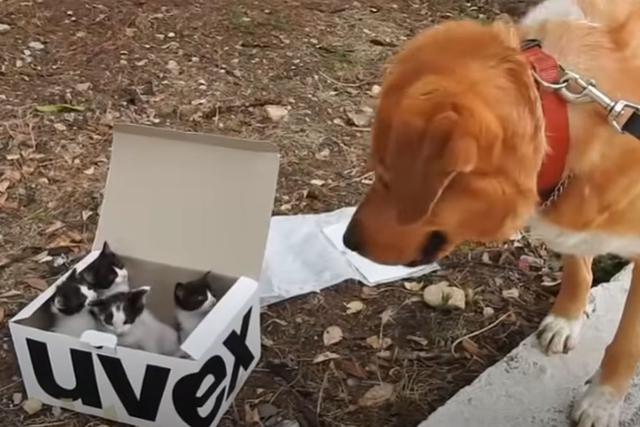 El perro encontró a los gatitos en una caja y de inmediato se encariñó con ellos. (YouTube: The Orphan Pet)