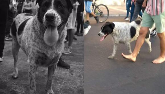 'Vaquita' es el perro símbolo de las protestas en Chile (Foto: Instagram)